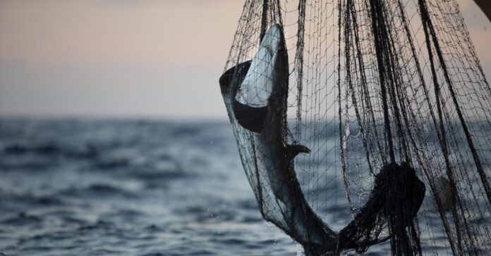 Industriefischerei stellt ein großes Problem dar.